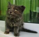 kitten-small-cat-cute-young-968215.jpg