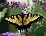 butterfly-eastern-tiger-swallowtail-649686.jpg