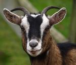 goat-horns-goat-s-head-curious-324188.jpg