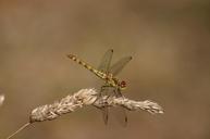 dragonfly-green-hawker-damselfly-683954.jpg