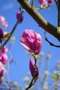 magnolia-magnolia-blossom-blossom-324296.jpg