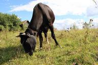 cow-village-russia-photo-sky-656152.jpg