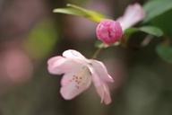 red-poppy-cherry-blossom-flower-649907.jpg