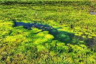 swamp-water-pond-green-nature-1351098.jpg