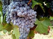 grapes-vineyards-wine-red-winery-979462.jpg