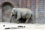 elephant-zoo-animal-pachyderm-grey-612917.jpg