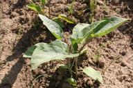 agriculture-bio-crop-eggplant-87782.jpg