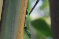 lizard-scale-madagascar-day-gecko-1000241.jpg