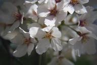 cherry-blossoms-washington-dc-630525.jpg