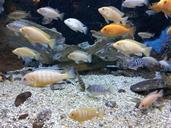 aquarium-fish-ornamental-fish-661177.jpg