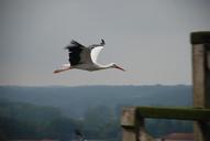 stork-bird-flight-glide-bird-float-589733.jpg