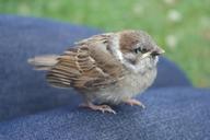 sparrow-bird-wildlife-young-392441.jpg