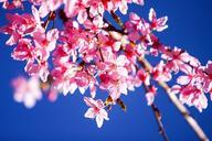 cherry-blossoms-flower-pink-667578.jpg