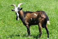 billy-goat-goat-pasture-horned-804625.jpg