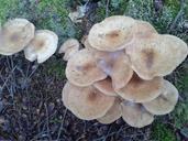 mushroom-forest-autumn-509118.jpg