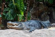 crocodile-reptile-animal-tooth-599150.jpg