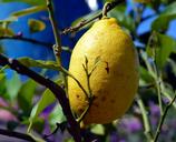 lemon-citrus-fruits-lemon-tree-1628077.jpg