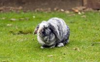 bunny-rabbit-pet-lop-eared-grey-164120.jpg