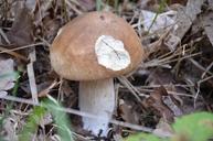 fungus-cep-boletus-collection-pick-996738.jpg