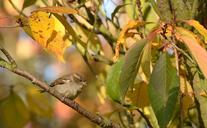 sparrow-bird-tree-road-sit-nature-1154110.jpg