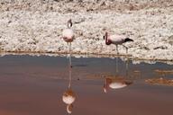 flamingos-pink-atacama-desert-chile-1024547.jpg