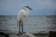 egret-white-bird-beach-wildlife-1702039.jpg