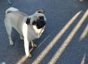 pug-dog-black-face-pastel-head-357354.jpg