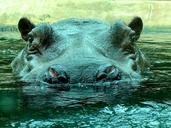 hippo-zoo-hippopotamus-close-1614859.jpg