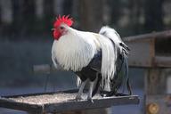 rooster-bird-feeder-cockerel-1093632.jpg