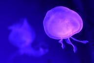 jellyfish-sea-uv-marine-fauna-97087.jpg