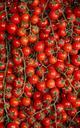 tomatoes-puglia-agriculture-work-539909.jpg