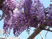 wisteria-flower-spring-vine-1313224.jpg