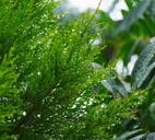 wood-arboretum-branch-garden-green-1487096.jpg