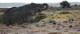 elephant-etosha-namibia-1191875.jpg