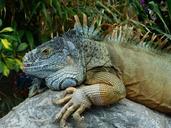 green-iguana-iguana-iguana-iguana-407065.jpg