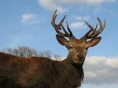 red-deer-stag-park-wildlife-male-597566.jpg