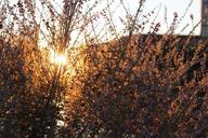 weeds-sunset-grass-nature-719714.jpg