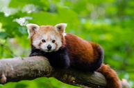 Red Panda (29745087225).jpg