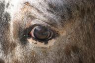 eye-horse-view-647952.jpg