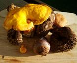 fungi-mixed-yellow-brown-mushrooms-1157914.jpg