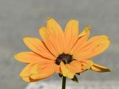 cone-flower-sunflower-plant-nature-226582.jpg