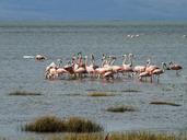 argentina-patagonia-calafate-1060154.jpg