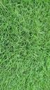 grassland-green-plant-natural-683800.jpg