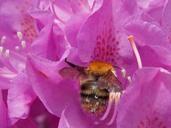 rhododendron-with-hummel-pink-350977.jpg