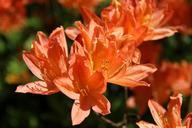 rhododendron-flower-spring-398059.jpg