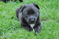 puppy-young-dog-dog-cute-346310.jpg