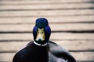 mallard-duck-male-bird-waterbird-933502.jpg