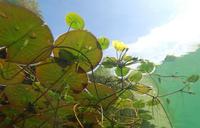 underwater-photography-pond-plants-1529209.jpg