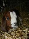 goat-boer-goat-k%C5%AFzl%C3%A1tko-kid-mammal-501398.jpg