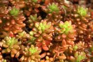 succulents-sedum-rubrotinctum-944476.jpg